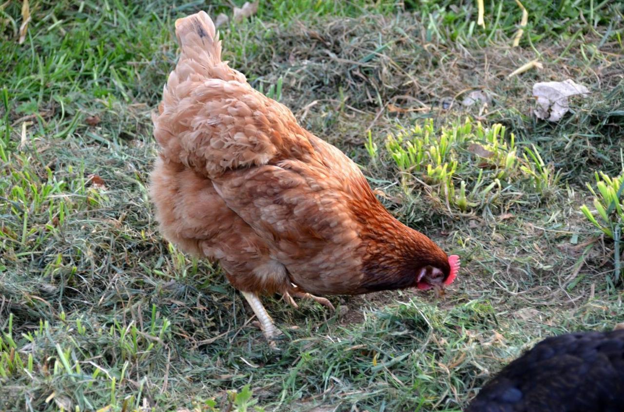 Gite Le Manege Normand Grand-Camp  Dış mekan fotoğraf